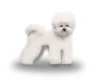 Bichon Frise