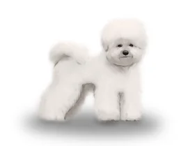 Bichon Frise - Dogs