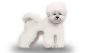 Bichon Frise