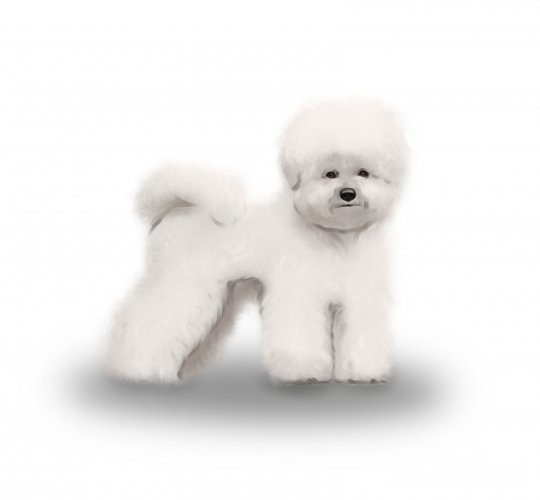 Bichon Frise