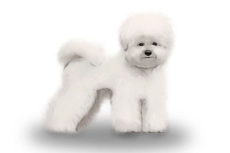 Bichon Frise
