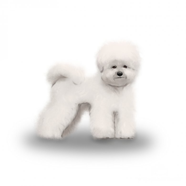 Bichon Frise