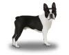 Boston Terrier