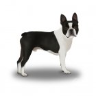 Boston Terrier