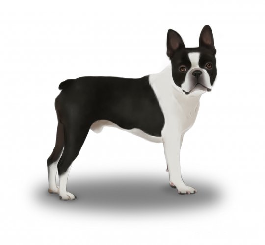 Boston Terrier