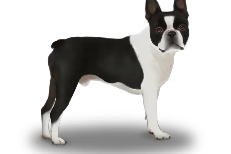 Boston Terrier