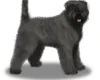 Bouvier Des Flandres