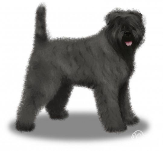 Bouvier Des Flandres