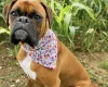 Boxer