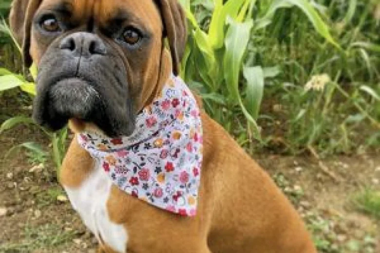 Boxer