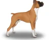 Boxer