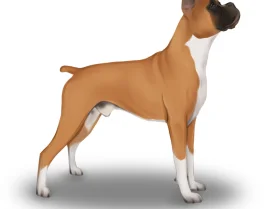 Boxer