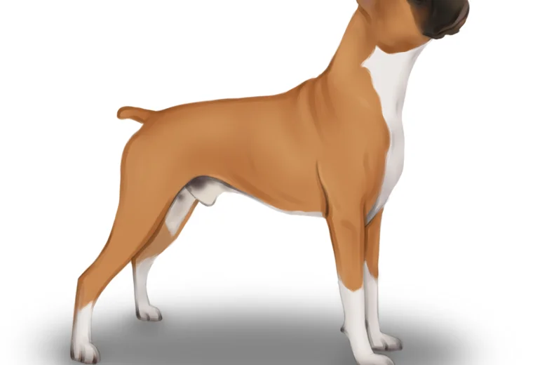 Boxer