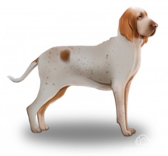 Bracco Italiano