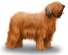 Briard