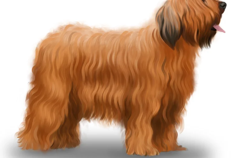 Briard
