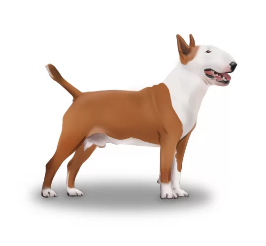 Bull Terrier