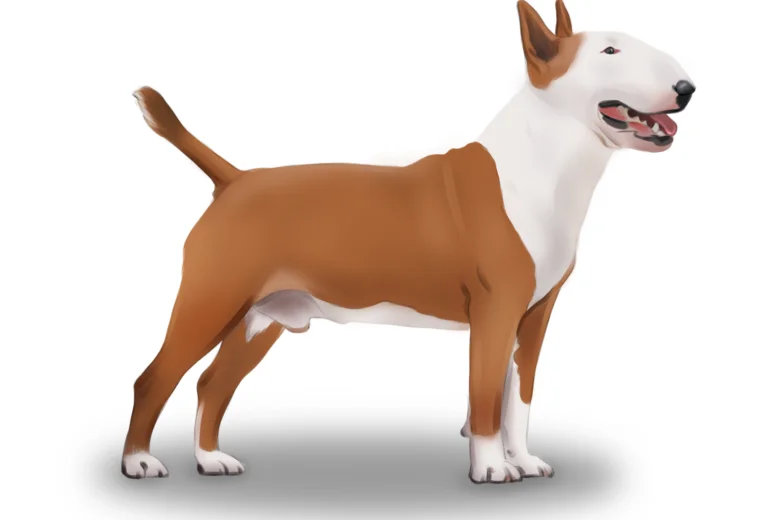 Bull Terrier
