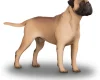 Bullmastiff