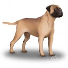 Bullmastiff