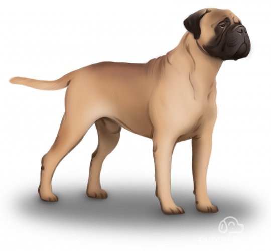 Bullmastiff