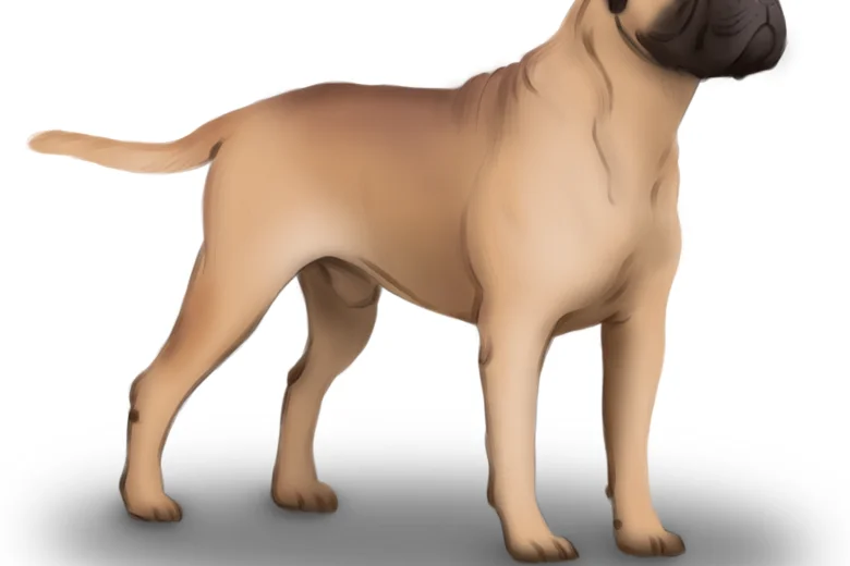 Bullmastiff