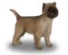 Cairn Terrier
