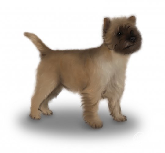 Cairn Terrier