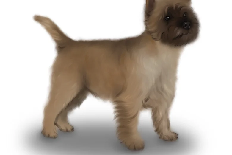 Cairn Terrier