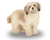 Cavachon