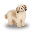 Cavachon