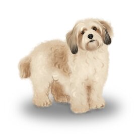 Cavachon - Bitches