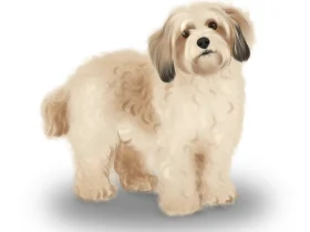 Cavachon