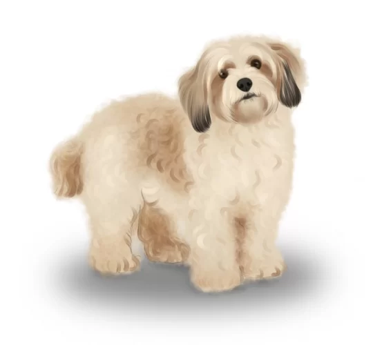 Cavachon