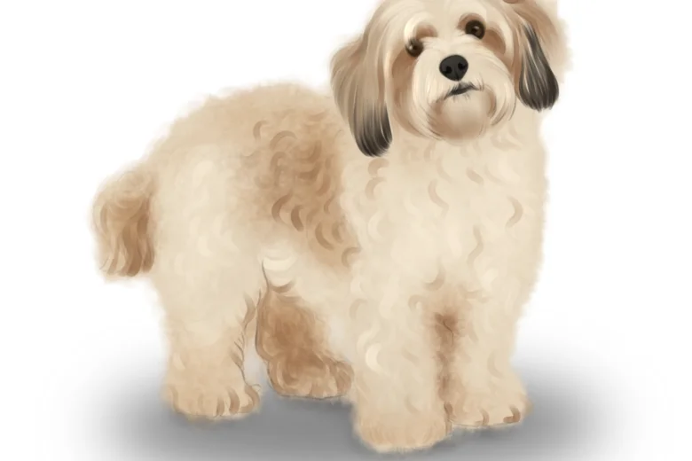 Cavachon