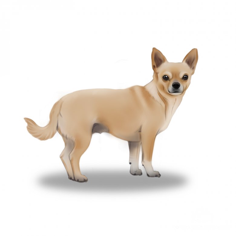 Chihuahua