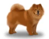Chow Chow