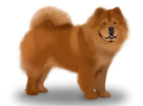 Chow Chow
