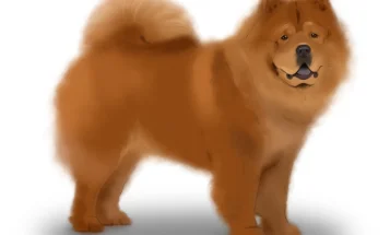 Chow Chow