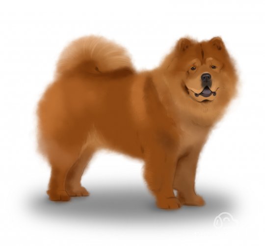 Chow Chow