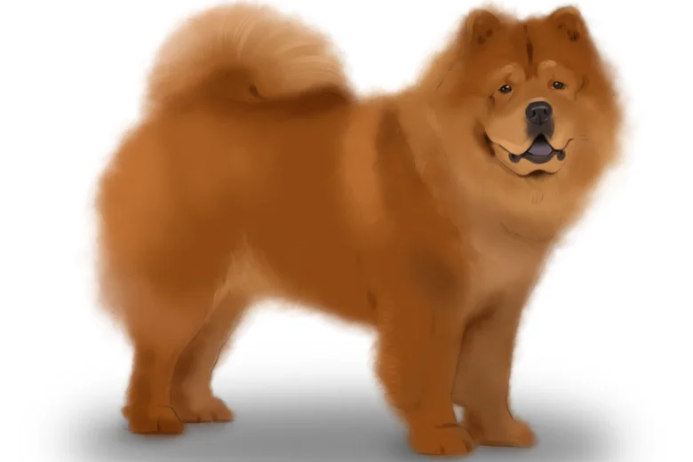 Chow Chow