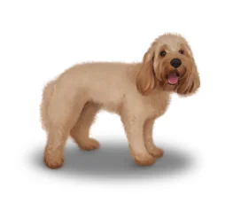 Cockapoo