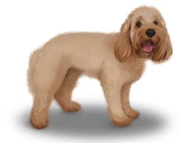 Cockapoo