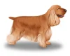 Cocker Spaniel (Show)