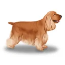 Cocker Spaniel (Show)