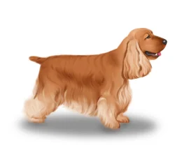 Cocker Spaniel (Show)