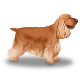Cocker Spaniel (Working &amp; Show)