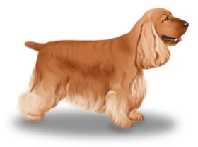 Cocker Spaniel (Show)
