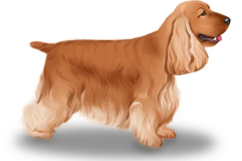 Cocker Spaniel (Show)