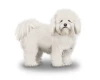 Coton De Tulear
